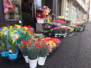 母の日の花鉢|「花文」　（富山県富山市の花屋）のブログ
